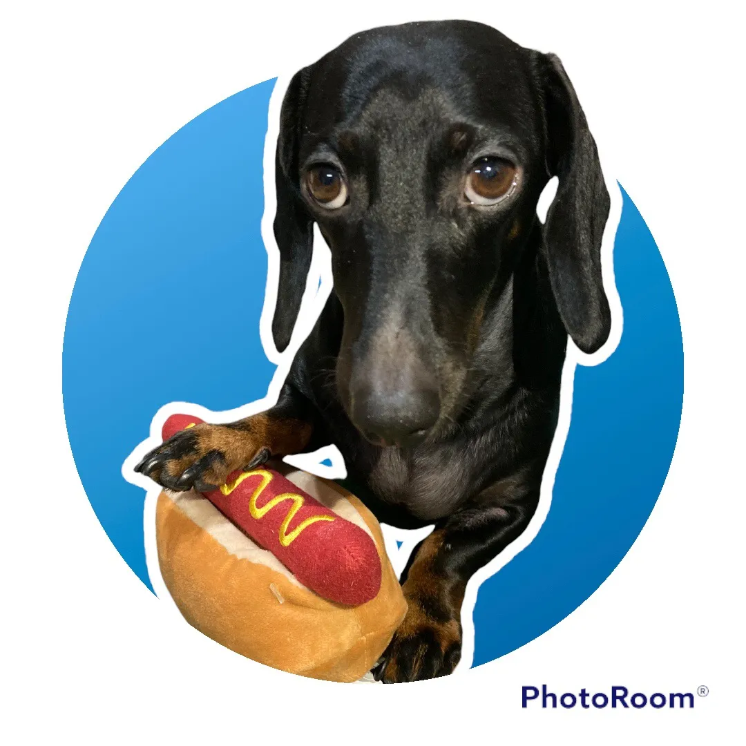 🐾 Pajti kalandjai 🐾 pajti_the_dachshund