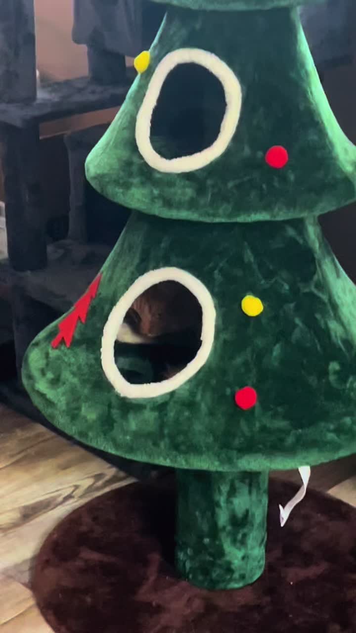 #catlover #catsoftiktok #catmom #tiktokshopblackfriday #falldealsforyou