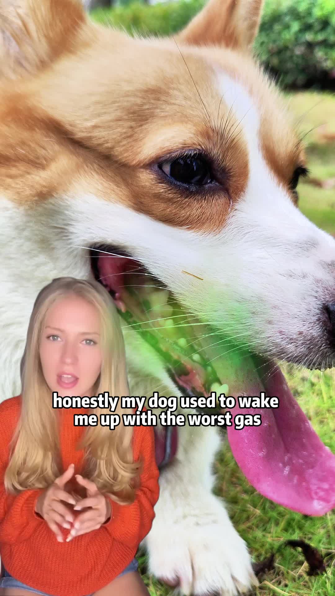 Try it.#probioticfordogs #doghealth #dogguthealth #dogparents #dogsoftiktok #tiktokmademebuyit #dealsforyoudays