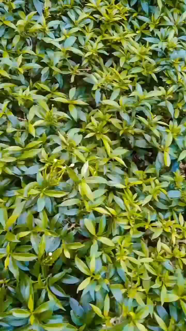 review image 9