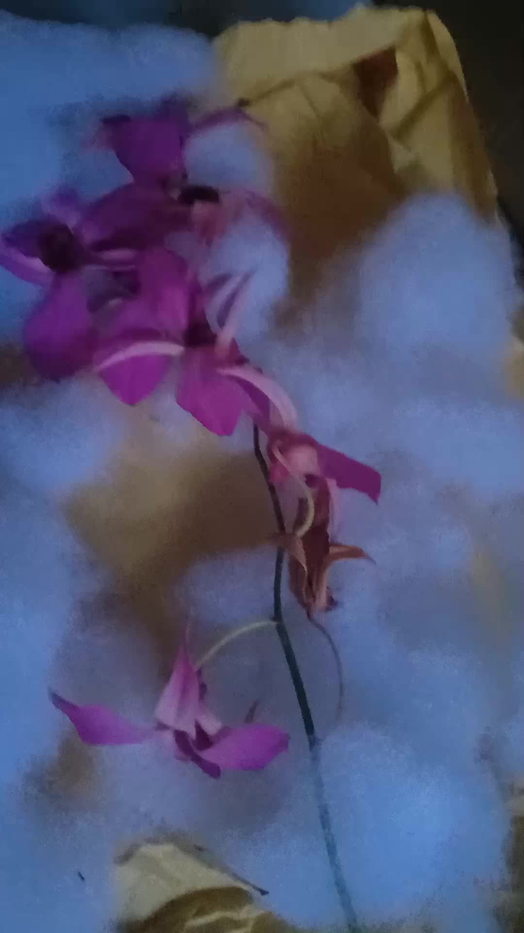 review image 2