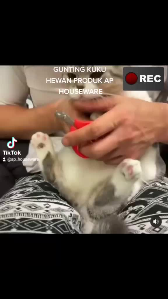 GUNTING KUKU HEWAN || ANJING KUCING KELINCI BURUNG