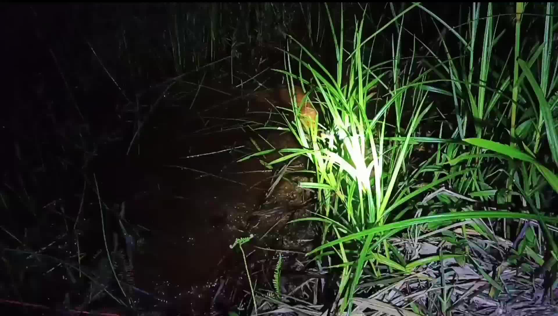 TOA BURUNG RUAK RUAK BERKUALITAS