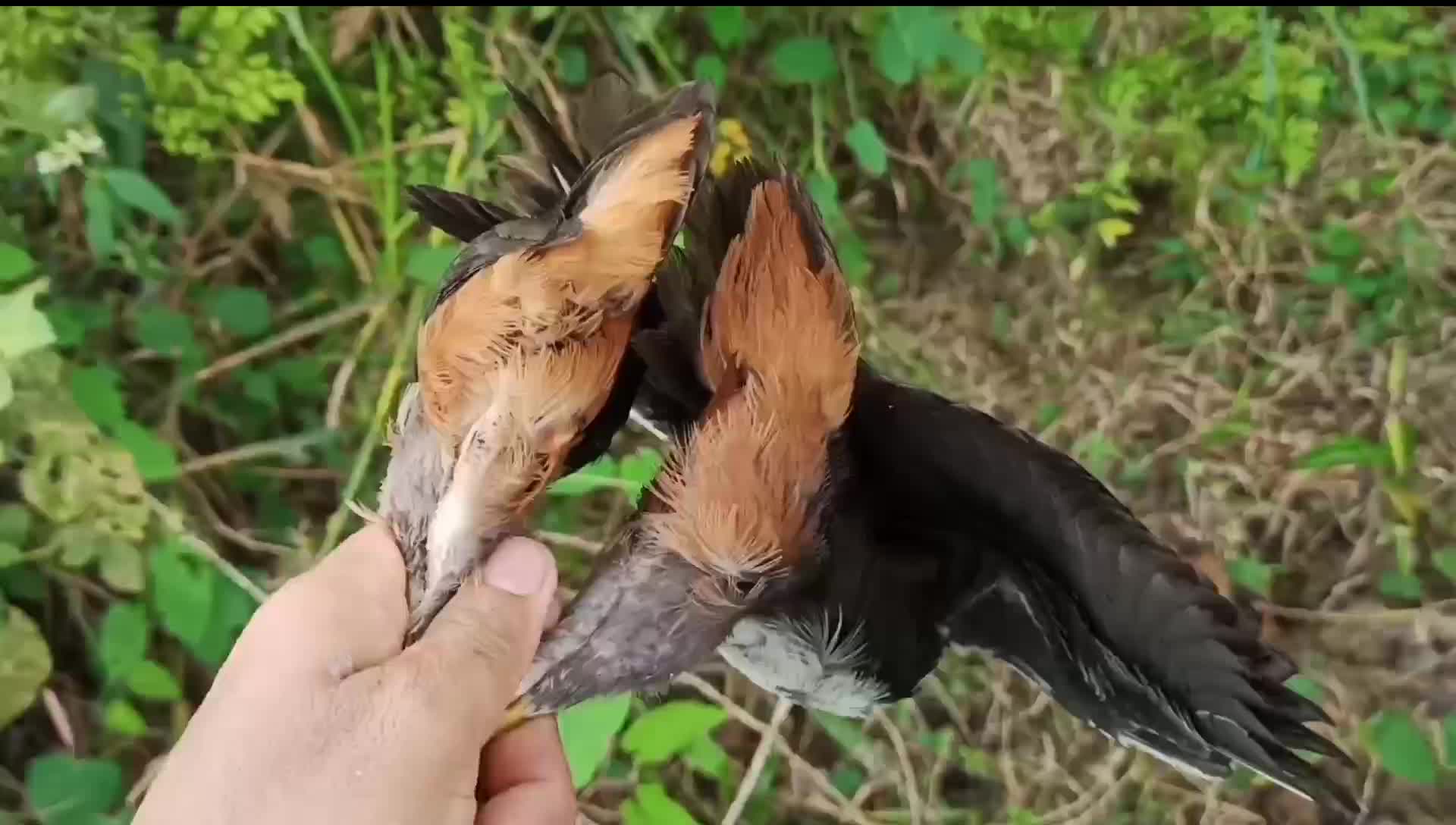 RACIK GANTUNG BURUNG RUAK RUAK KOMPLIT SPEAKER WAK WAK