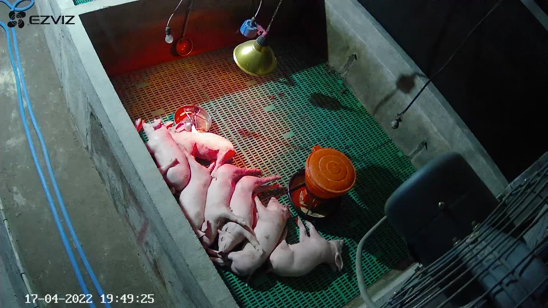 Lampu Infrared pemanas penghangat Babi Ayam Sapi Domba Kambing Ternak Hewan 100 150W Heating lamp Lampu Kandang