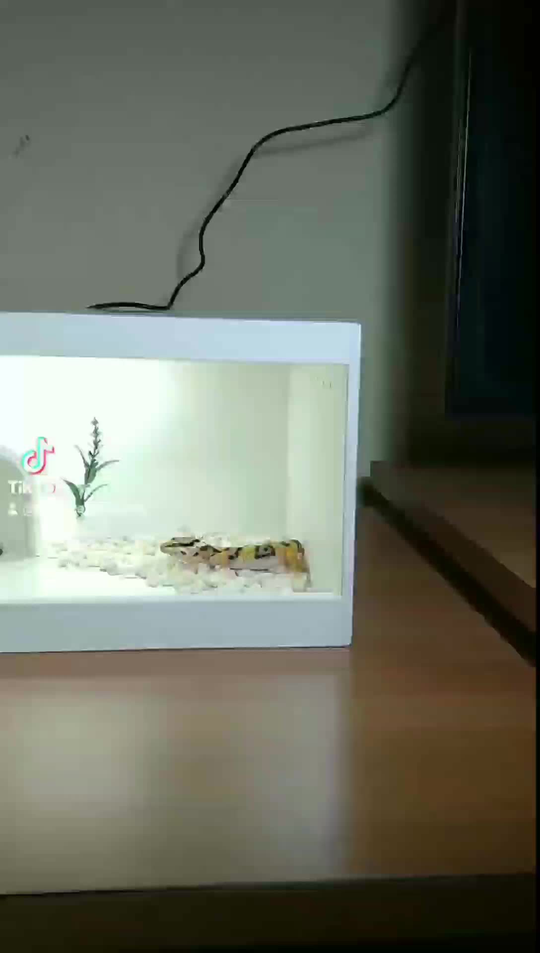 Kandang Reptil Akrilik / Terrarium / Enclosure / Kandang Gecko - TR30
