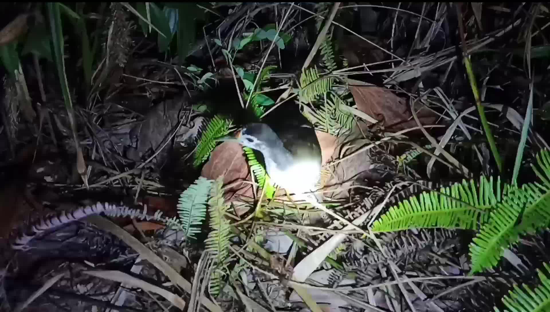 TOA BURUNG RUAK RUAK JEBAKAN RUAK RUAK TOA