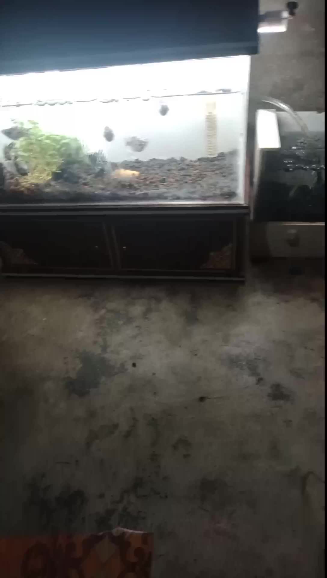 aquarium 30x25x15 1 set +lemari