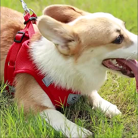 Harness Rompi Kucing Anjing Tali Tuntun Hewan Peliharaan Glow In The Dark Tebal