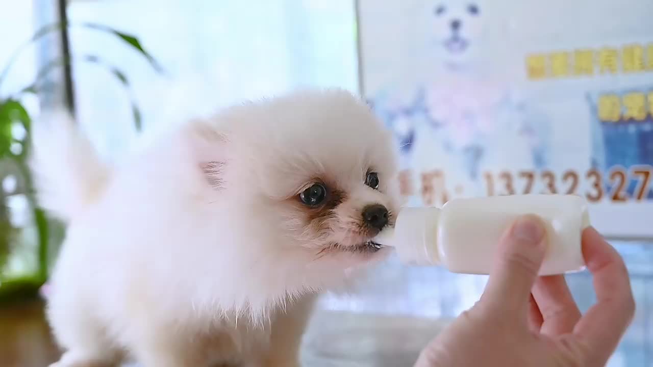 Botol Dot Kucing Botol Susu Kucing Anjing 60ML Kitten Dot premium Quality Dot Musang Kelinci
