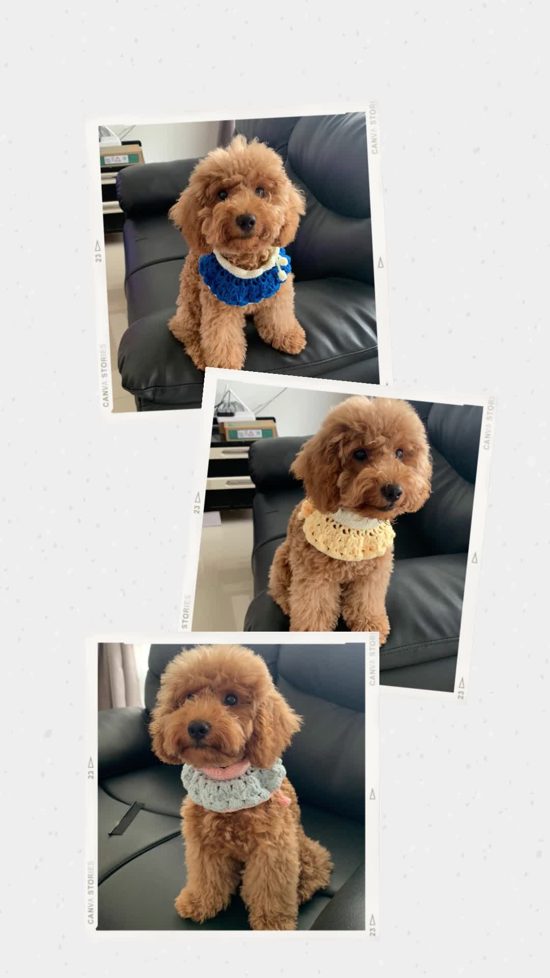 Cotton Candy, Cheese Cake, Royal Blue Bib - Kalung anabul lucu (pet collar)