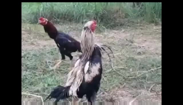 JAMU AYAM ADUAN DOPING AYAM LAGA EXTRA JP