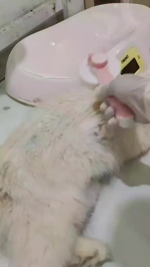 NOVAMOS Shampoo Pelebat Bulu Kucing dan Anjing Lebih Berkilau, Cegah Bulu Rontok, Kusam, Kering dan Kusut - Membantu Mengatasi Kebotakan Pada Anabul - Novamos Pet Hair Treatment Shampoo 250 ML