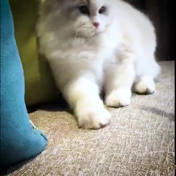 pembersih bulu kucing/ Roller Ajaib Yaitu Lint Roller Portable Jangka Panjang untuk Pembersih Baju/Pakaian, Sofa, Tempat Tidur dll