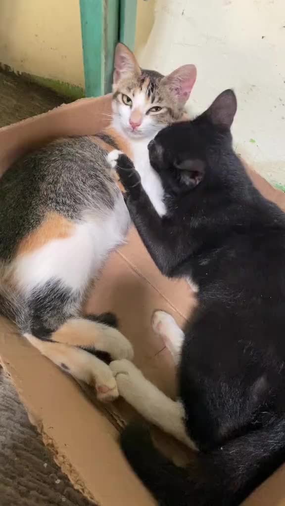 Vicodix obat luka kucing Aman terjilat untuk mengobati semua jenis luka luar pada kucing gudik kudis demodex koreng eksim gatal gatal borok terjamin ampuh