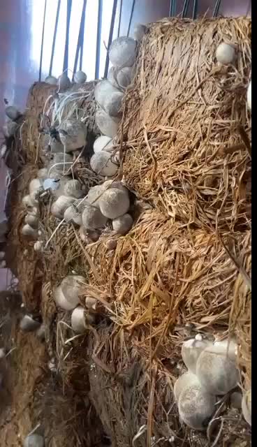 PAKET MURAH BENIH MERANG F3 10 PCS UNTUK BUDIDAYA JAMUR MERANG MEDIA TANAM DAUN PISANG