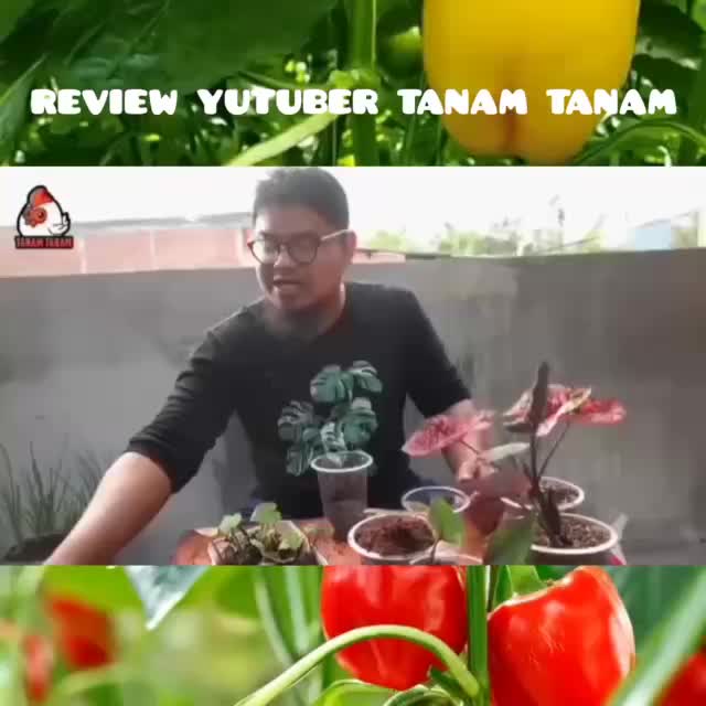 Media tanam hydroponic coco peat LOW EC TANIN FREE ,MENGEBANG 6X