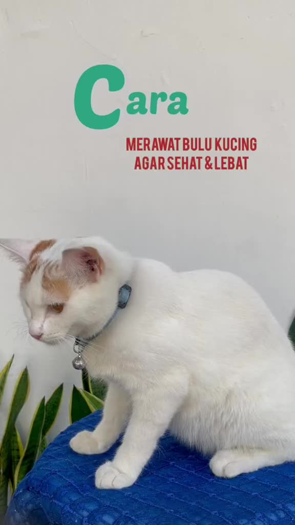 Furyou Sirup Kulit Anabul Jamuran dan Luka