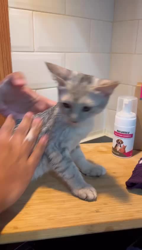Bulubolu Pet Foam Shampoo Moisturising