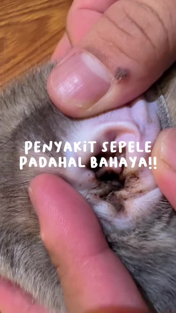 Clever Solutions - Anti Scabies Plus Obat Jamur Kucing Scabies Gudik Demodex Impetigo Kutu