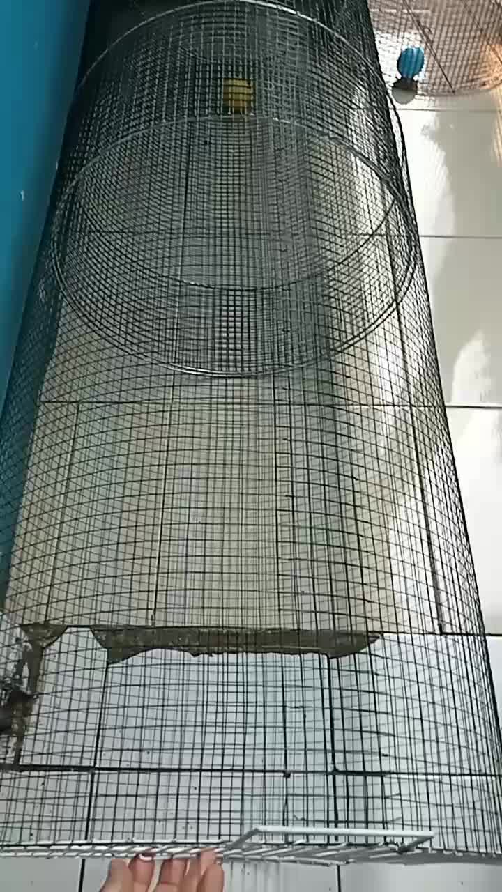umbaran burung Diameter 50