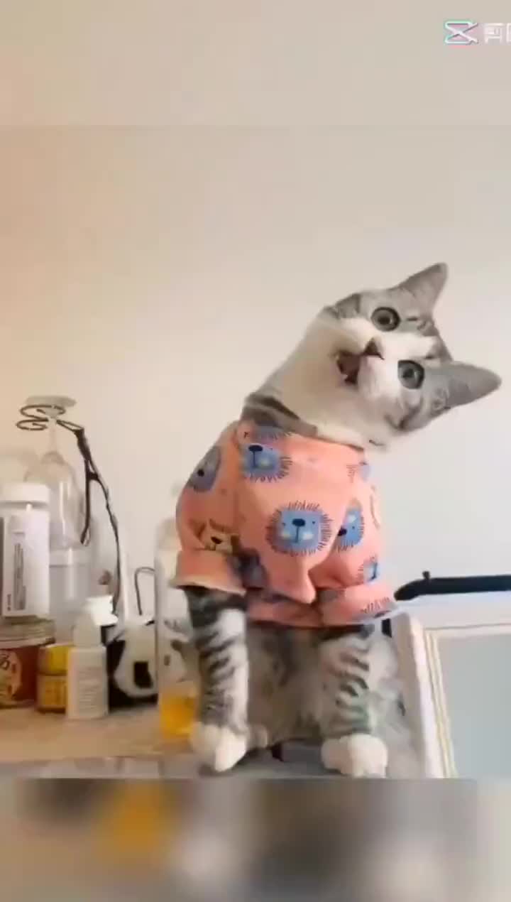 Pakaian kucing Pakaian anjing Pakaian bermotif kartun Pakaian hewan peliharaan Sweater anjing ukuran besar Kemeja kucing Pullover musiman Sweater anjing musim gugur dan dingin
