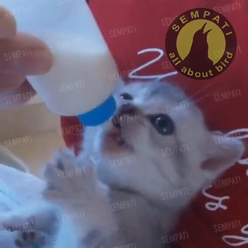 SEMPATI Botol Dot Kucing Cat Kitten Puppy Botol Susu Anakan Kucing Pet Nursing Bottle Botol Minum Susu Bayi Kucing Sehat