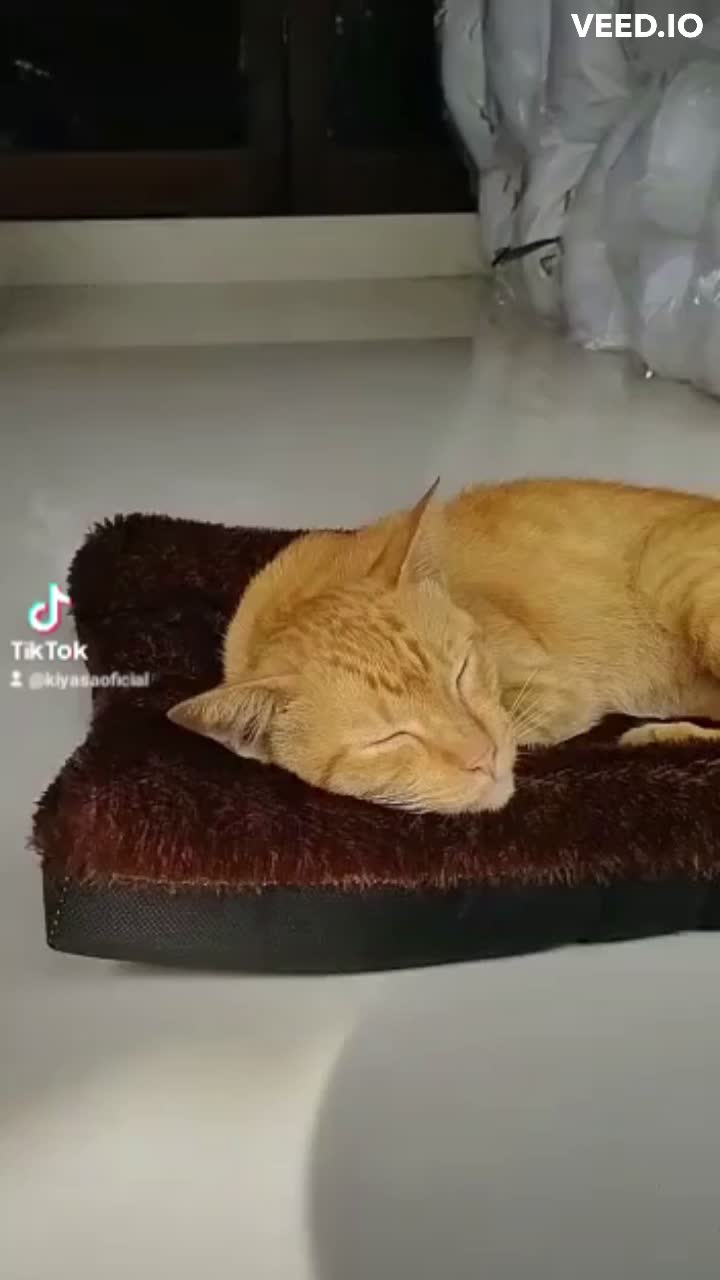 Kasur Kucing Bulu Premium / Kasur Kucing Jumbo Empuk / Tempat Tidur Kucing Bulu Lembut