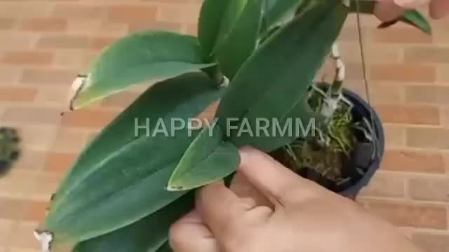 Hormon Bunga Anggrek 6 BAP Biru 6-BAP BENZYLAMINOPURIN 30 ML