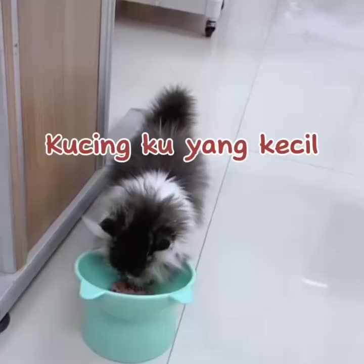 Pawsitive Vibes Vitamin Nutrisi untuk Kucing penambah nafsu makan untuk hewan peliharaan