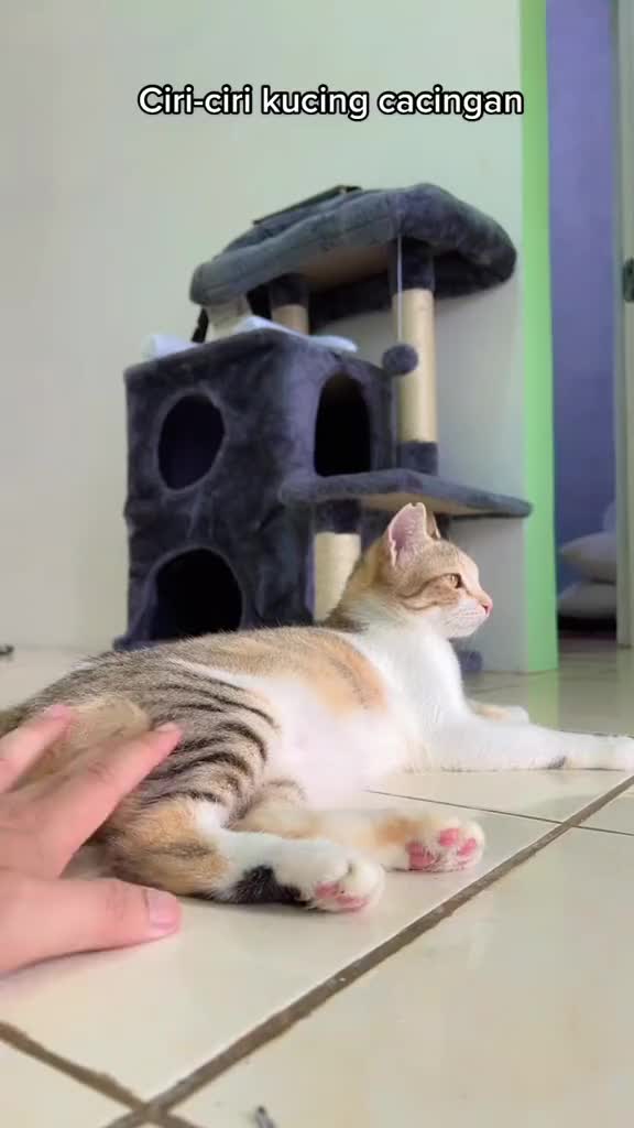 Furyou Sirup Cacingan untuk Anabul