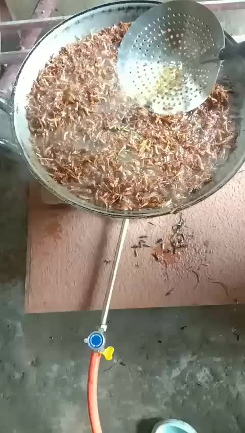 Belalang goreng,belalang utes,simeut