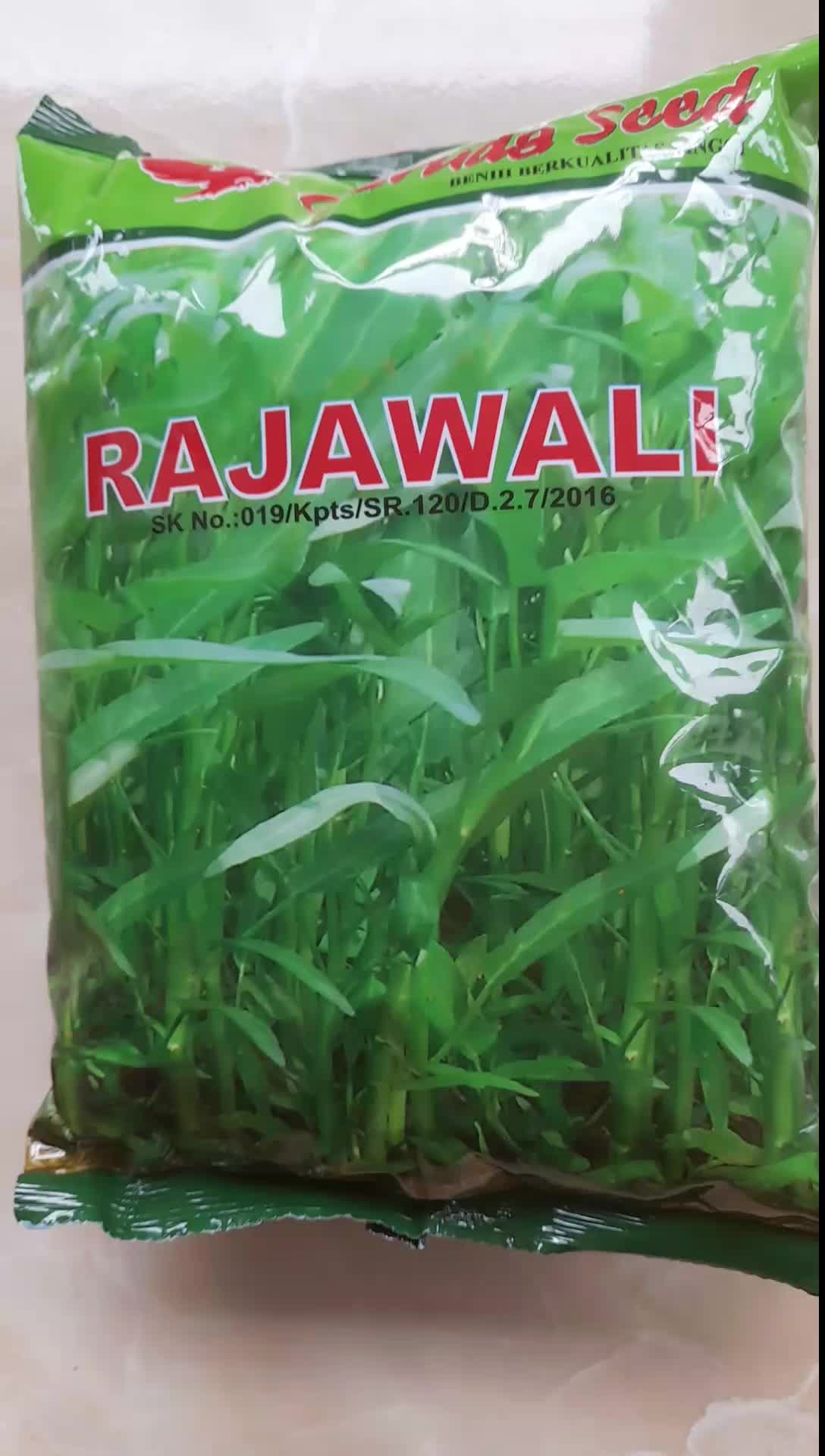 Benih Bibit Kangkung Daun Berkualitas Rajawali 1Kg - Cocok Hidroponik atau Lahan Tanah