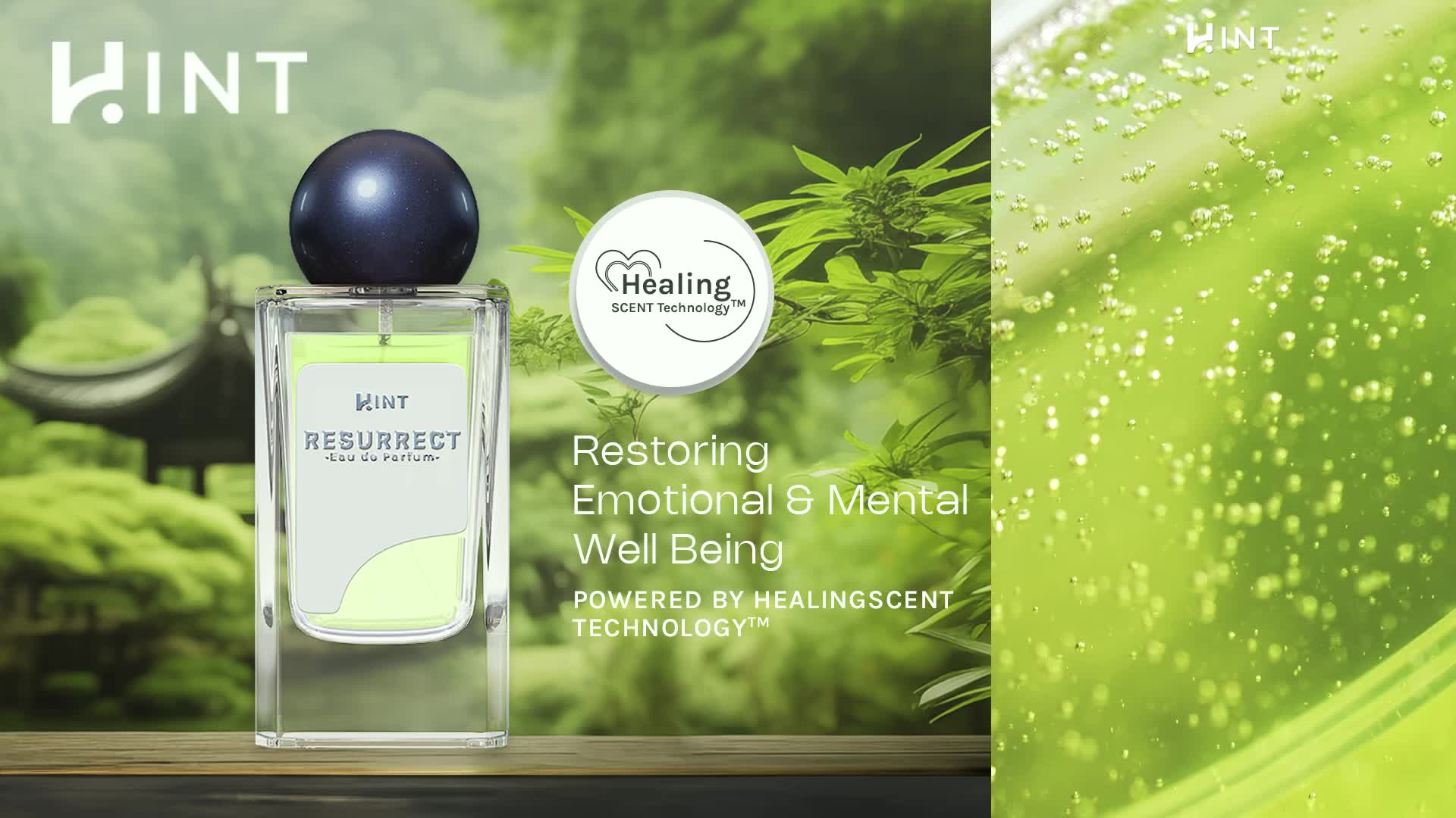HINT Fragrance - Resurrect 50ml Eau de Perfume - Unisex -  Floral Aromatic Drywood Scent -  Aroma Wangi Bunga Lavender Aromatik yang Segar dan Menenangkan
