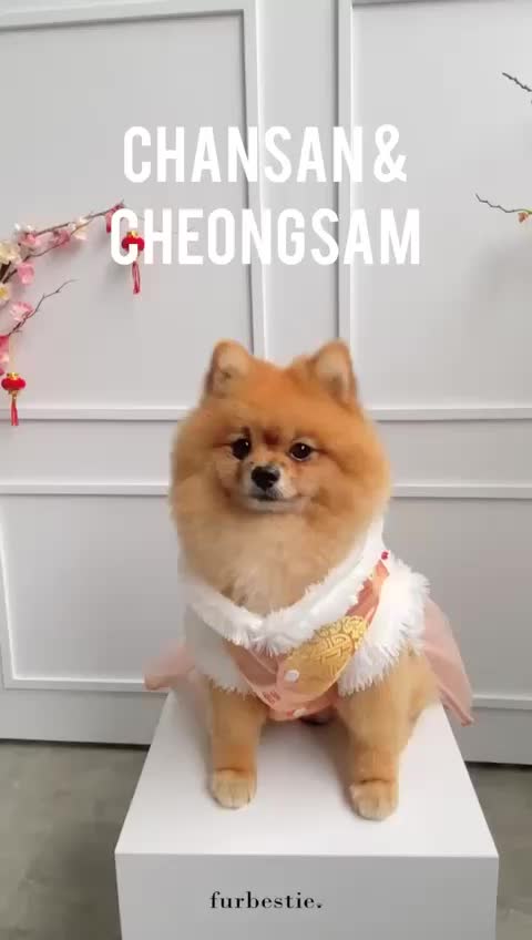 Furbestie by Pomapoo - Baju Kucing dan Baju Anjing Furry Changsan Turqouise dan Furry Cheongsam Dress