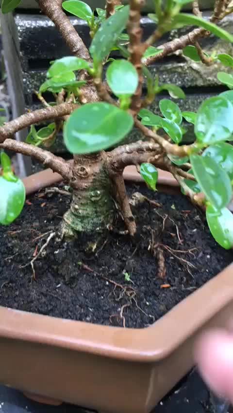 Pupuk dekastar pupuk bonsai pupuk angrek aglonema repak 100gr Tanaman Anggrek Kalium