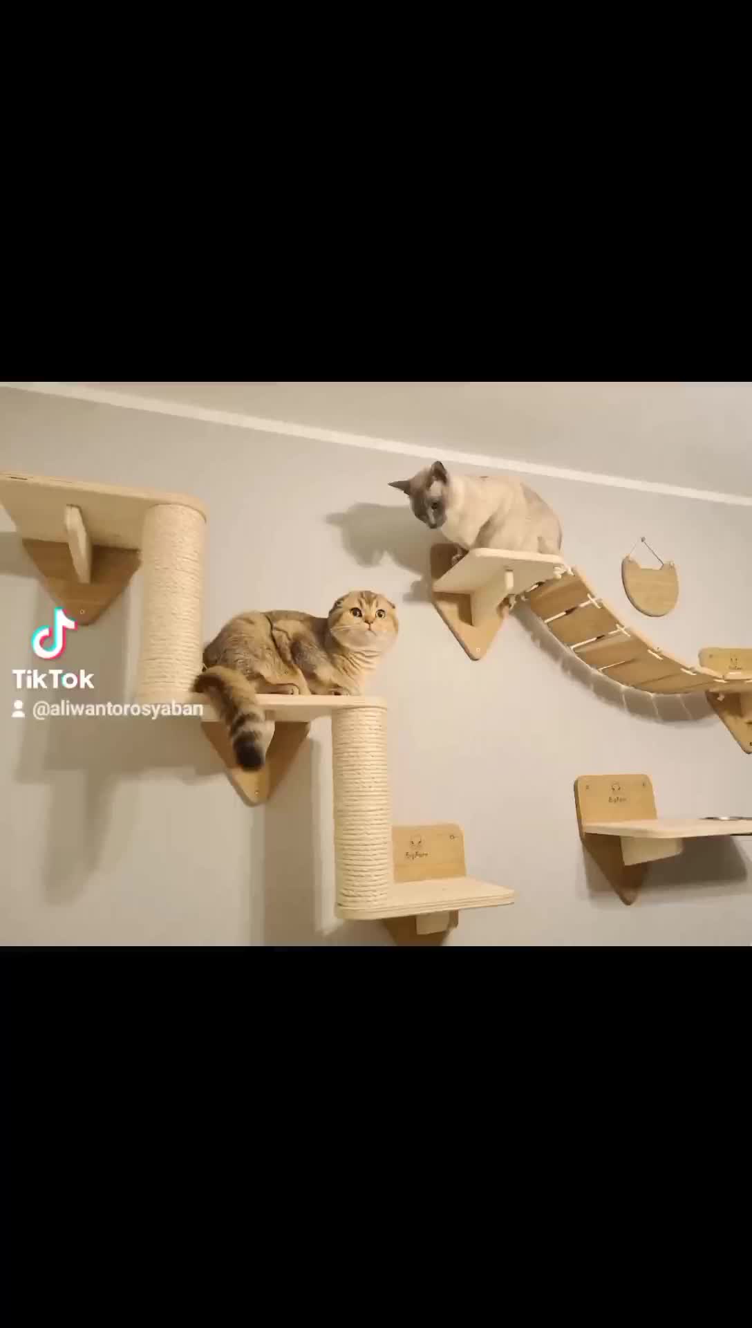Cat Wall / Cat Playground / Cat Condo / Cat Tree / Cat Scratch