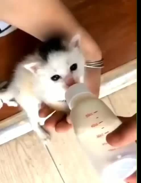 Botol dot susu kucing nursing bottle kucing anjing musang otter
