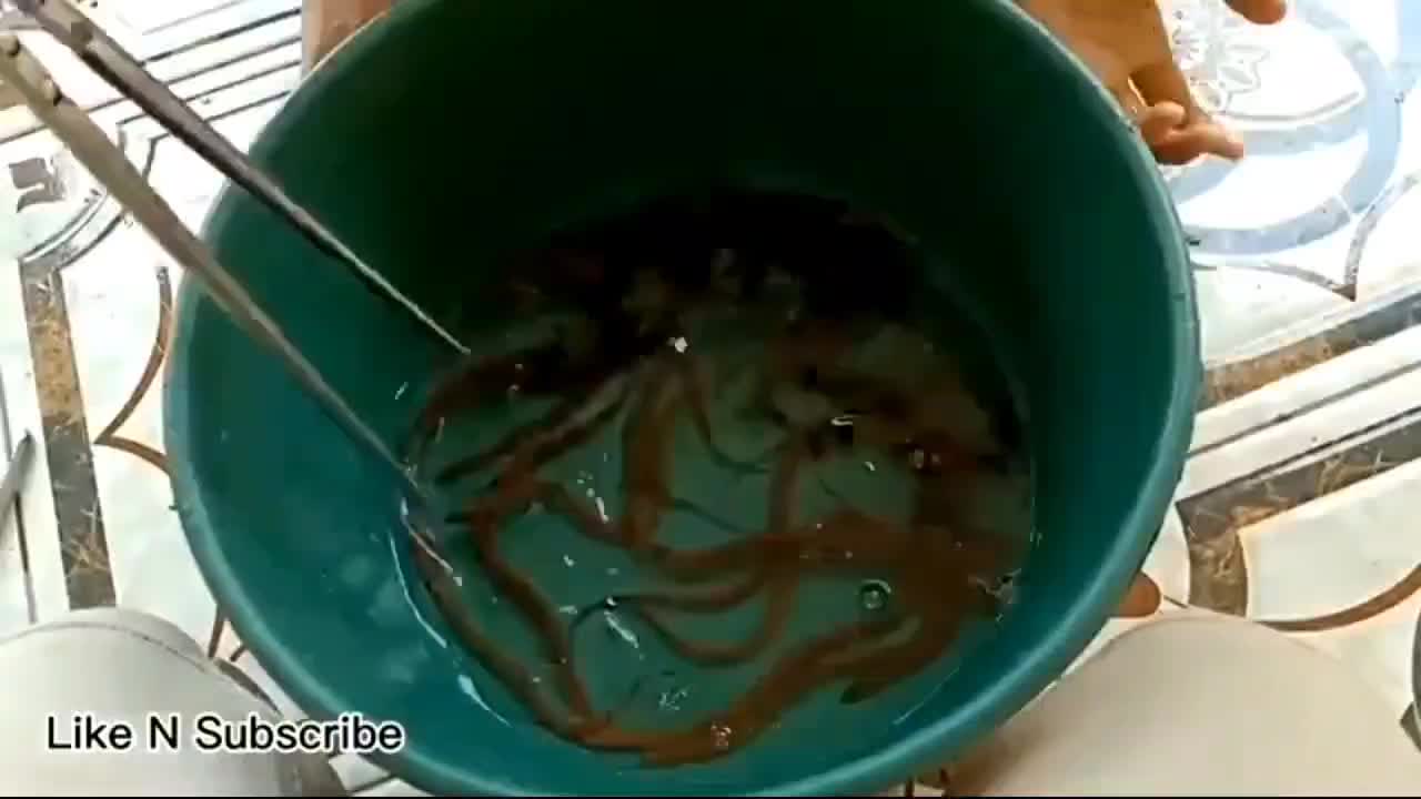 Gunting Capit Belut/ Alat Penjepit Belut Kepiting Udang Seafood DLL