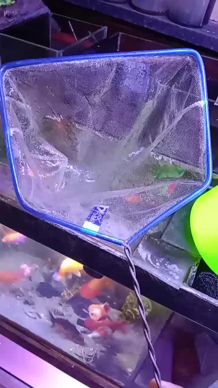 Seser Ikan Aquarium