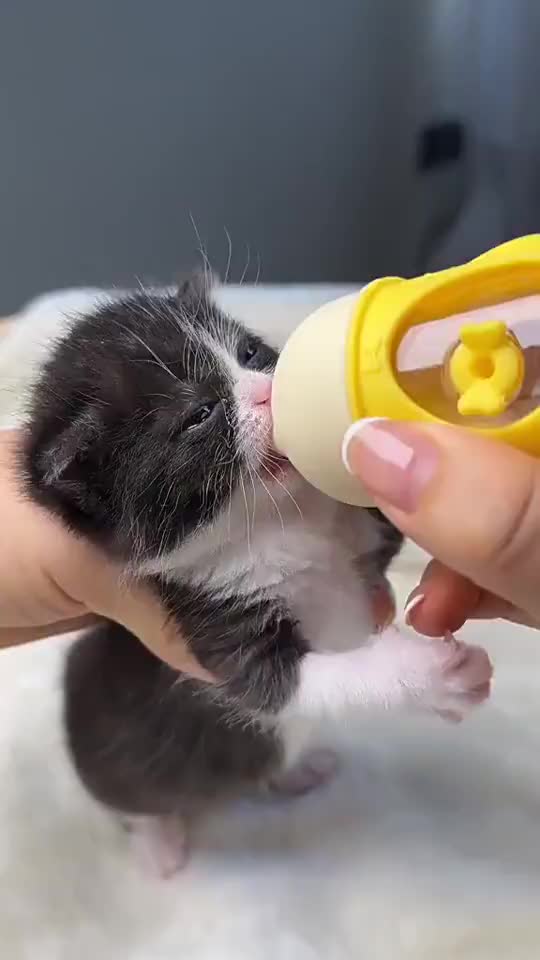 20/80ML Dot Anak Kucing Baru Lahir Botol Kucing Anjing / Sikat /Dot  Botol Dot Alat Minum Feeder dot  kucing  bayi alat  bisa  kucing cat  pacifier
