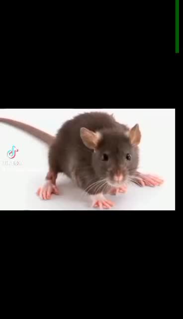 Rat Kill3r Makanan Tikus,rac0n Tikus Meninggoy Kering Tanpa Bau