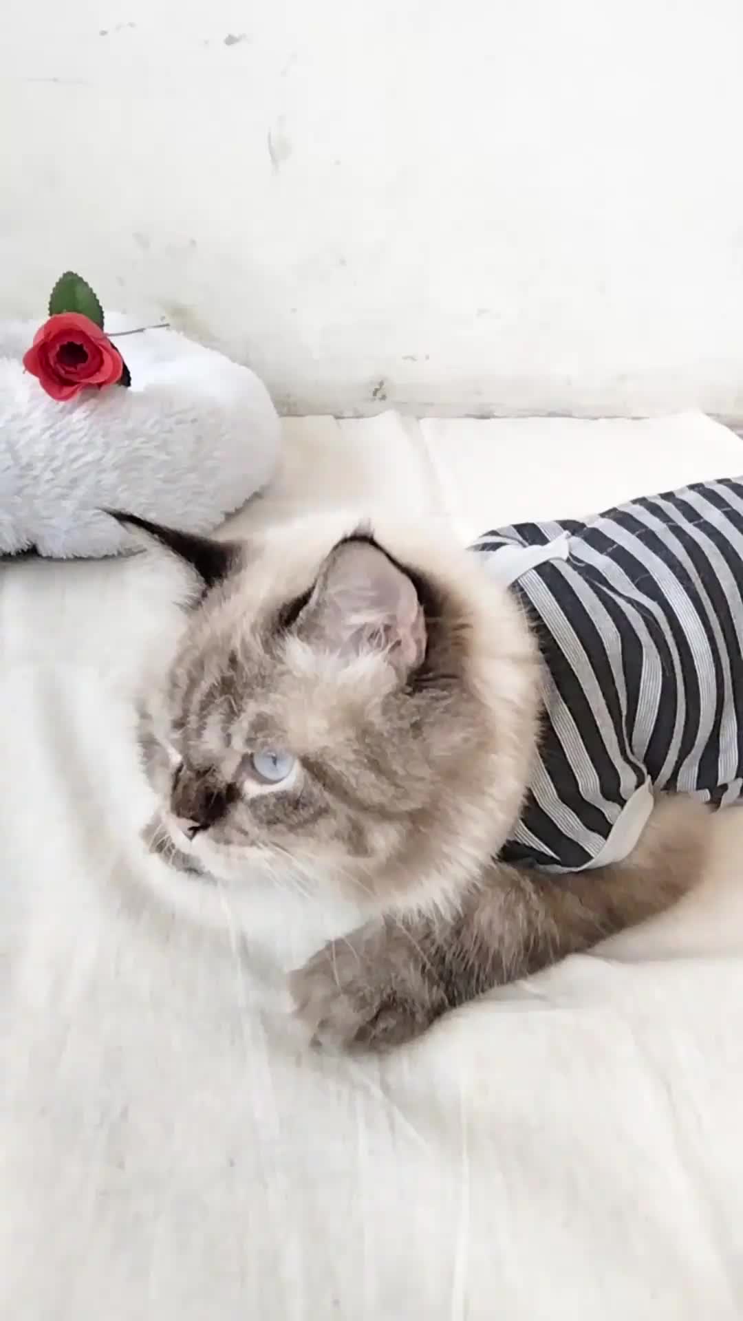 Baju Recovery Kucing Anjing Untuk Steril Pasca Operasi
