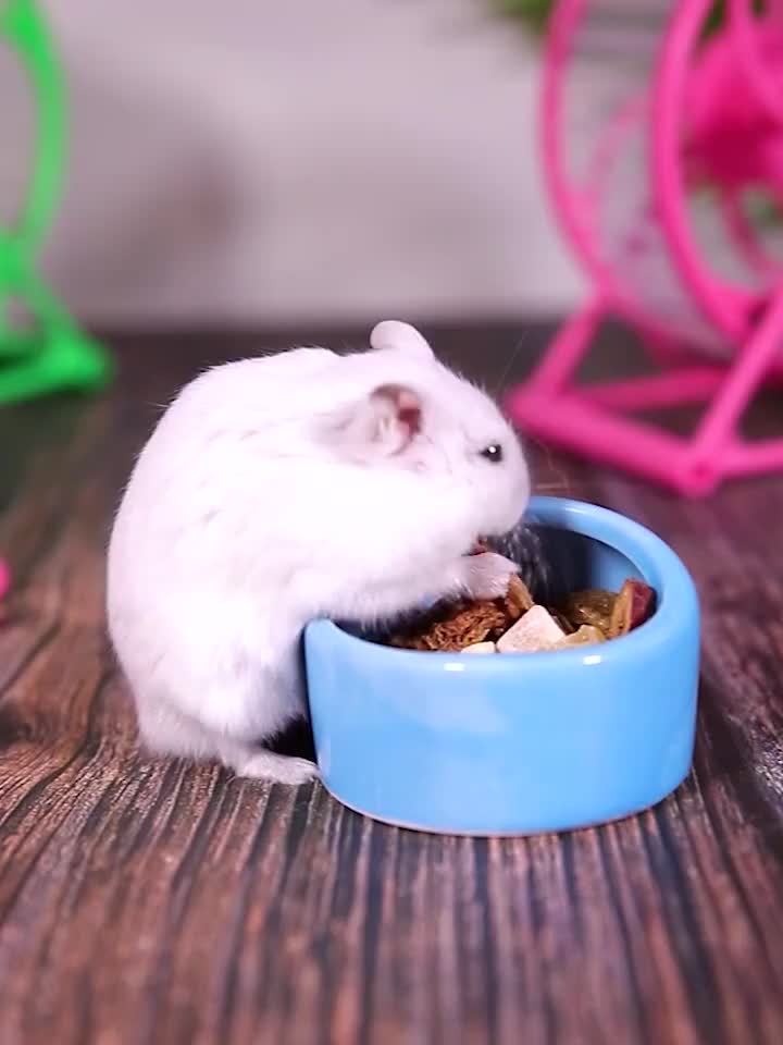 FOLOPETS Rolling Hamster Kincir Hamster Rolling x8 Mainan Hamster Rolling