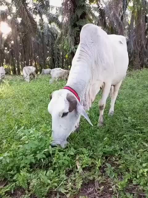 Tersedia kalung sapi terbaru termurah