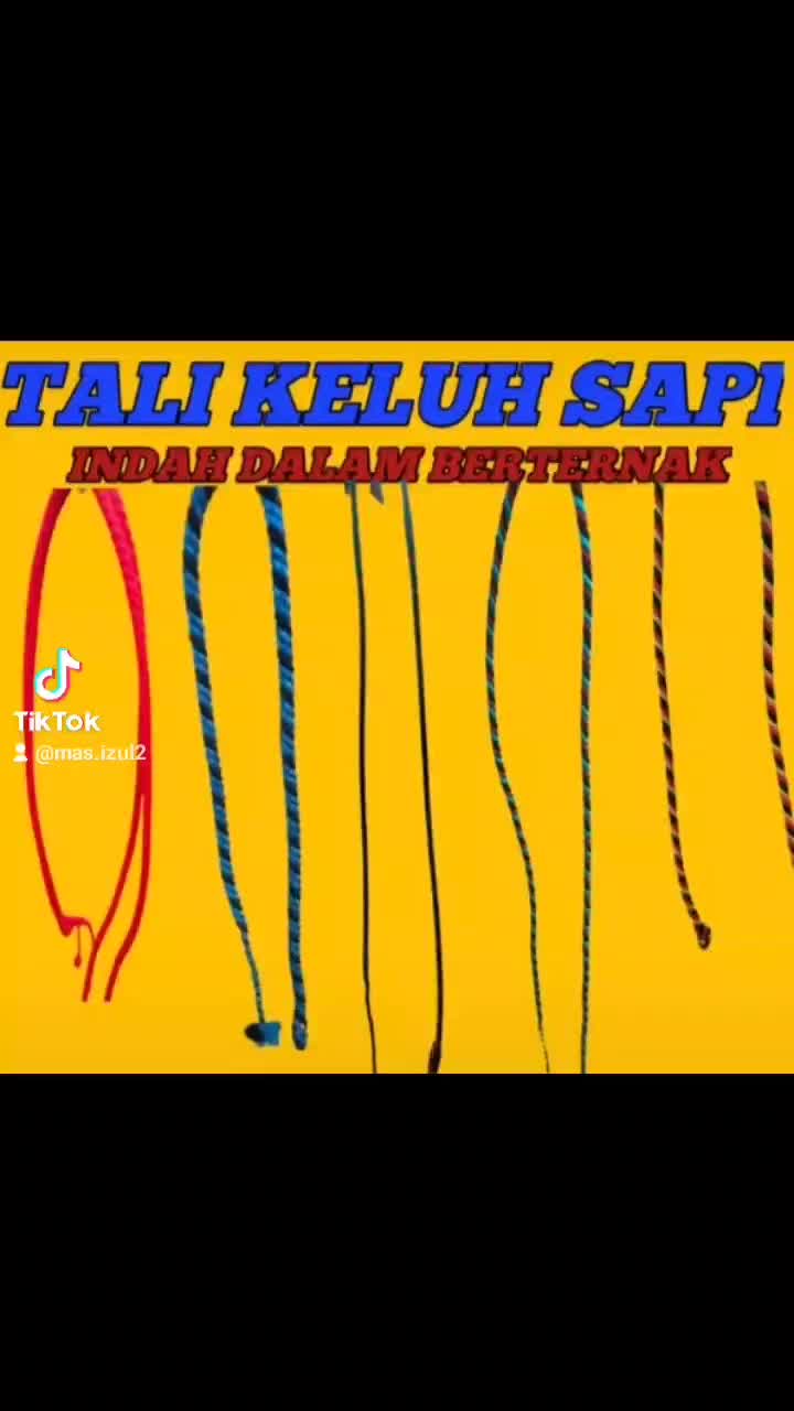 TALI KELUH SAPI SUPER LEMBUT.