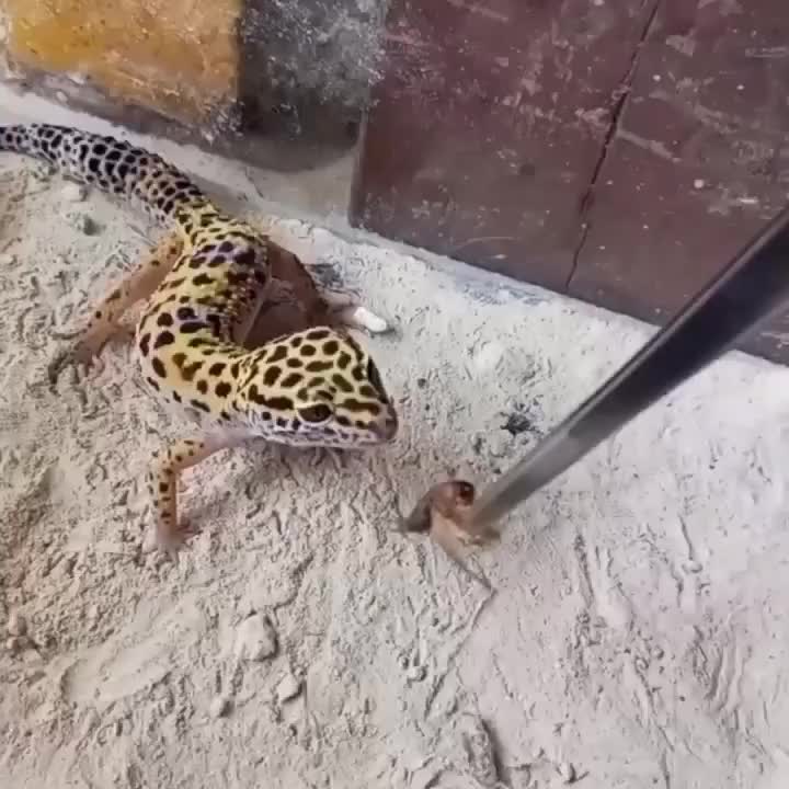 PINSET CAPITAN JANGKRIK ULAT KECOA DUBIA TIKUS ALAT BANTU PEMBERIAN PAKAN KADAL ULAR GECKO TOKEK TORTOISE PENJEPIT MAKANAN REPTILE PI SET BENGKOK LURUS TERMURAH