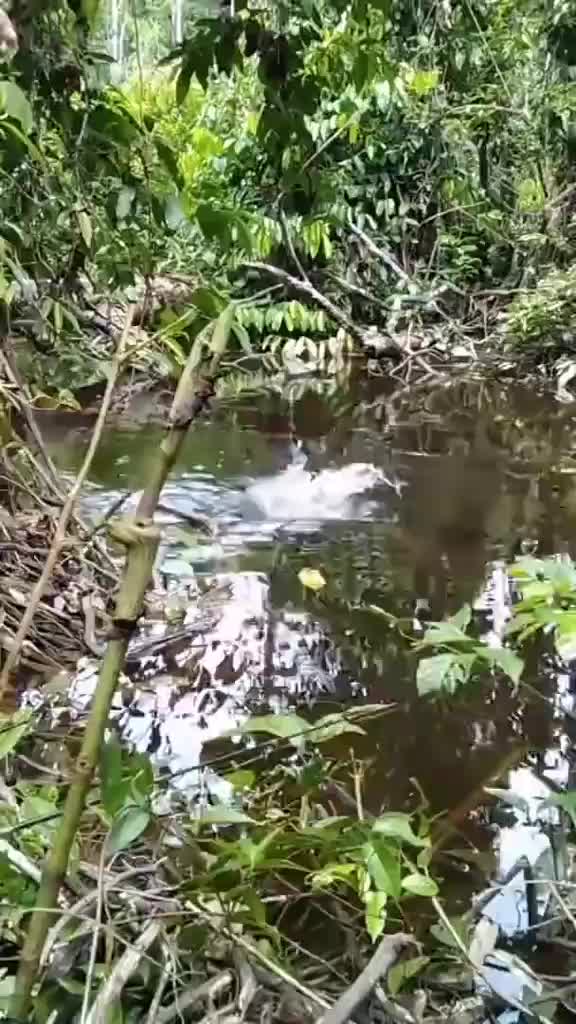 Essen Ketumbar 30ml Ikan Nilla Babon Induk liar harian Mancing