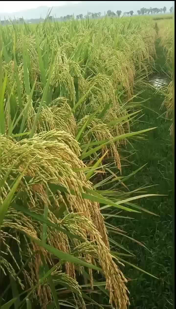 Benih padi Inbrida C2 kemasan 5kg #anakan banyak #perawatan mudah #nasi pulen #hasil memuaskan