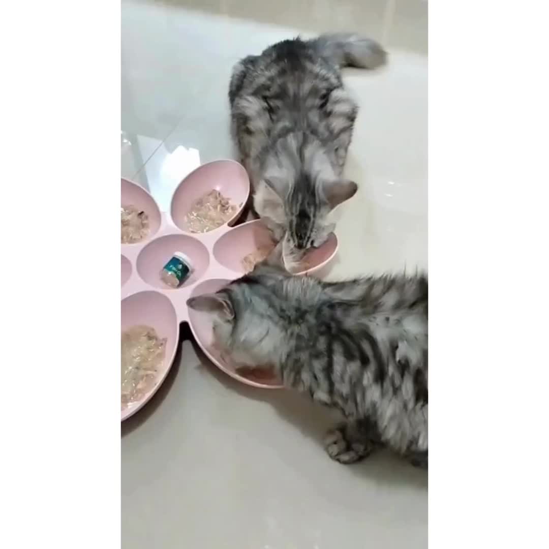 Clever Solutions ( Bisa COD ) Fish Oil untuk Kucing - Minyak Ikan Kucing